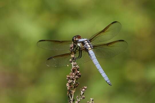 Libellula flavida Rambur 1842 resmi