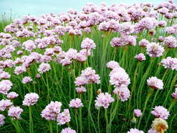 Image of thrift seapink