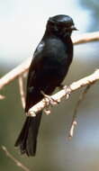 Image of Common Square-tailed Drongo