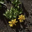 Notopappus prunelloides (Poepp. ex Less.) Klingenb. resmi