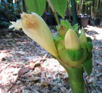 Image of Costus claviger Benoist