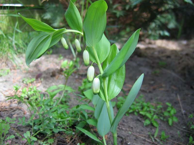 Image of Angular Solomon's Seal