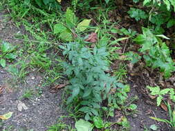 Image of soft agrimony