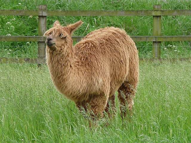 Image of Alpaca