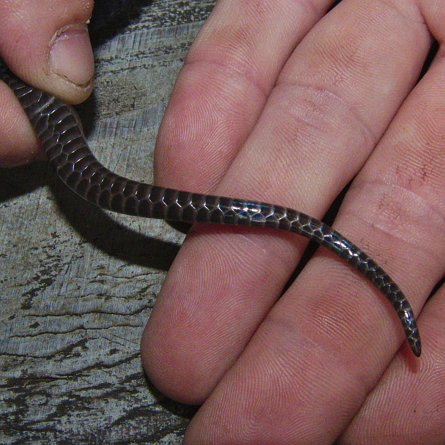 Plancia ëd Amblyodipsas concolor (A. Smith 1849)