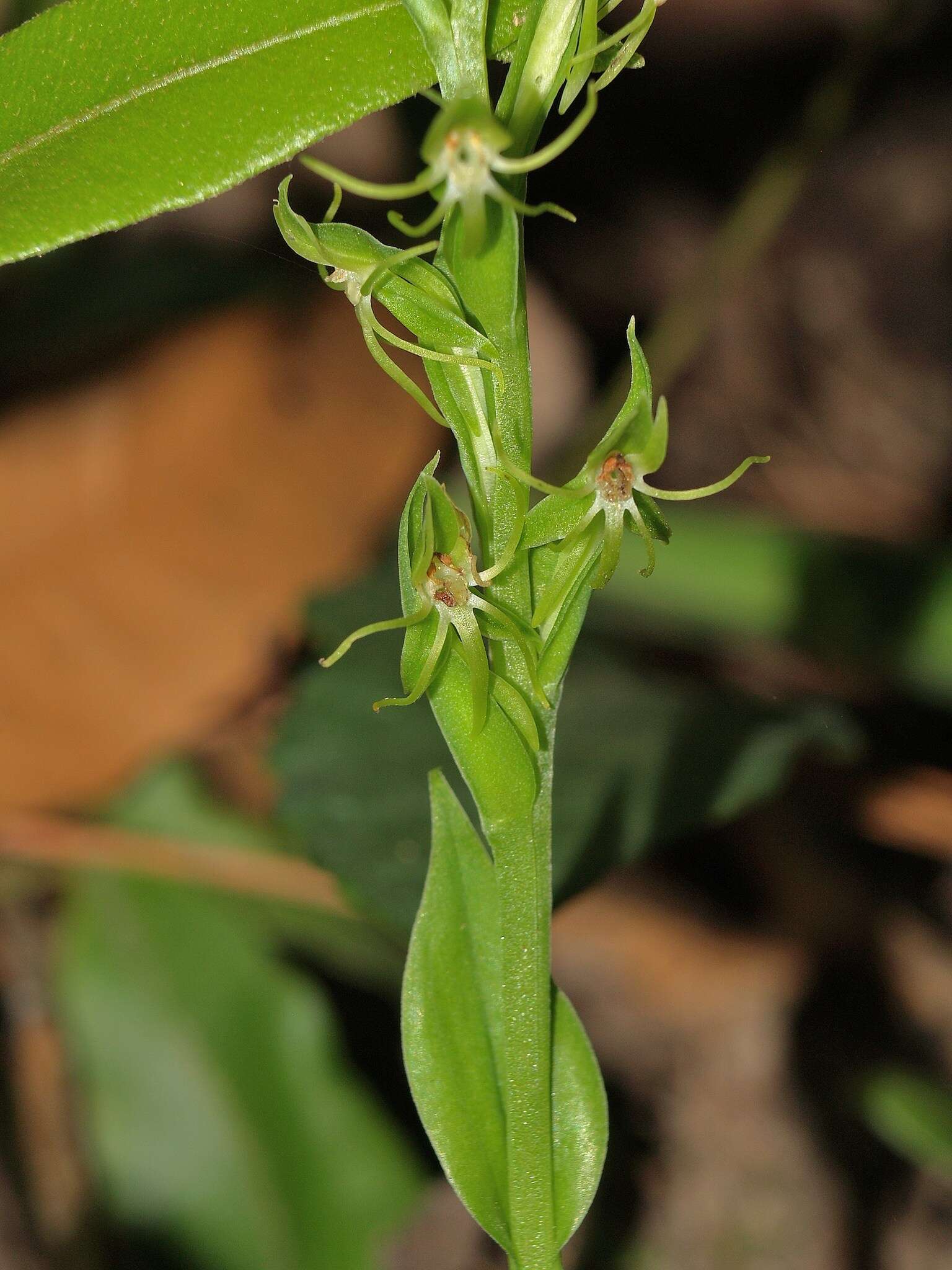 Image of Habenaria guadalajarana S. Watson