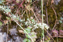 Plancia ëd Galium aetnicum Biv.