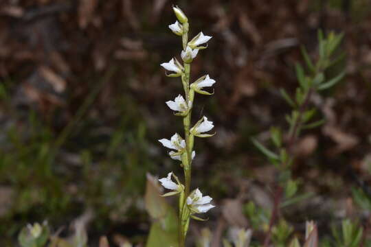 Imagem de Prasophyllum hians Rchb. fil.