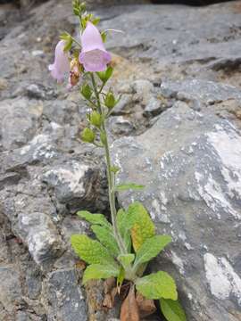 Image of Digitalis minor L.