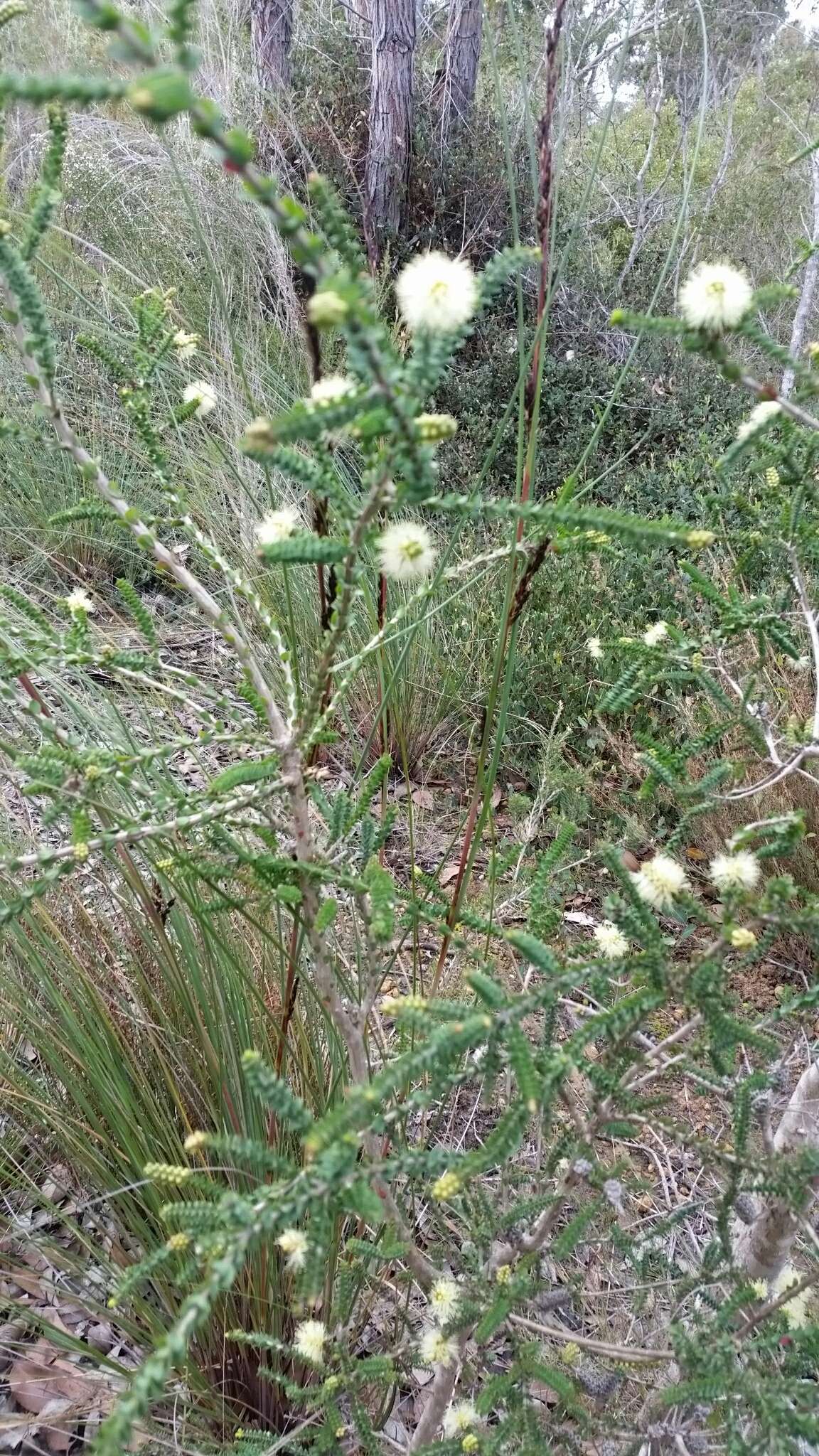 Imagem de Melaleuca densa R. Br.