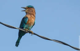 Imagem de Coracias benghalensis benghalensis (Linnaeus 1758)