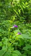 Imagem de Salvia caudata Epling