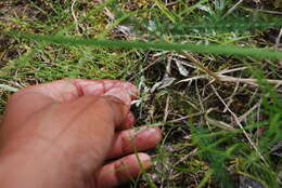 Image de Antennaria rosea subsp. rosea