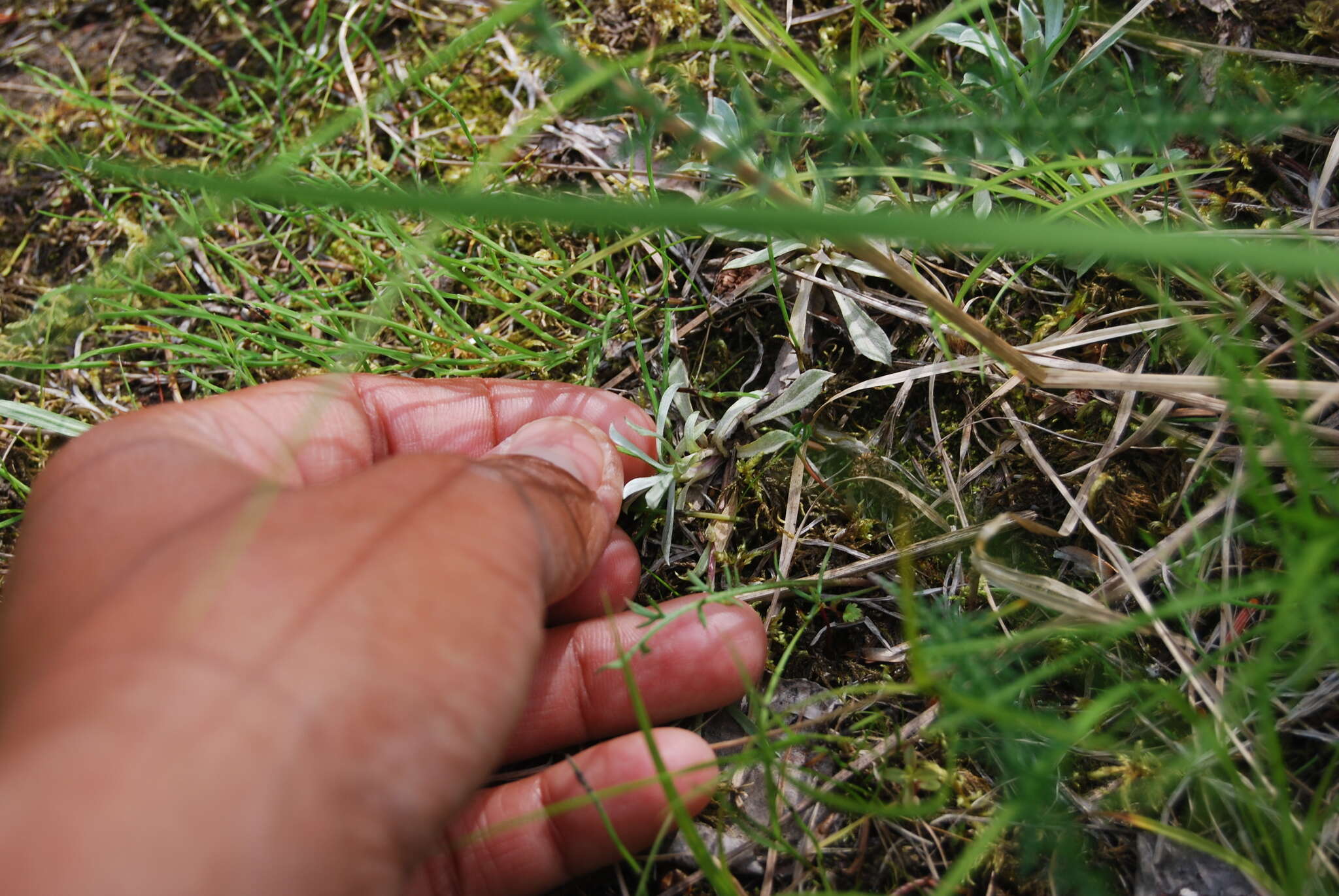 Image de Antennaria rosea subsp. rosea