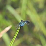 Image of Rhyothemis resplendens Selys 1878