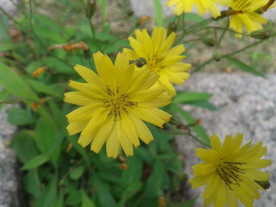 صورة Ixeris chinensis (Thunb.) Kitag.