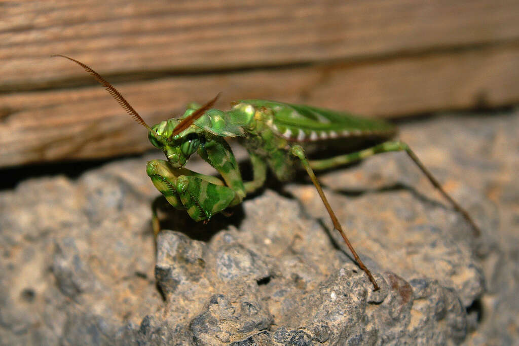 Image of Arab mantis