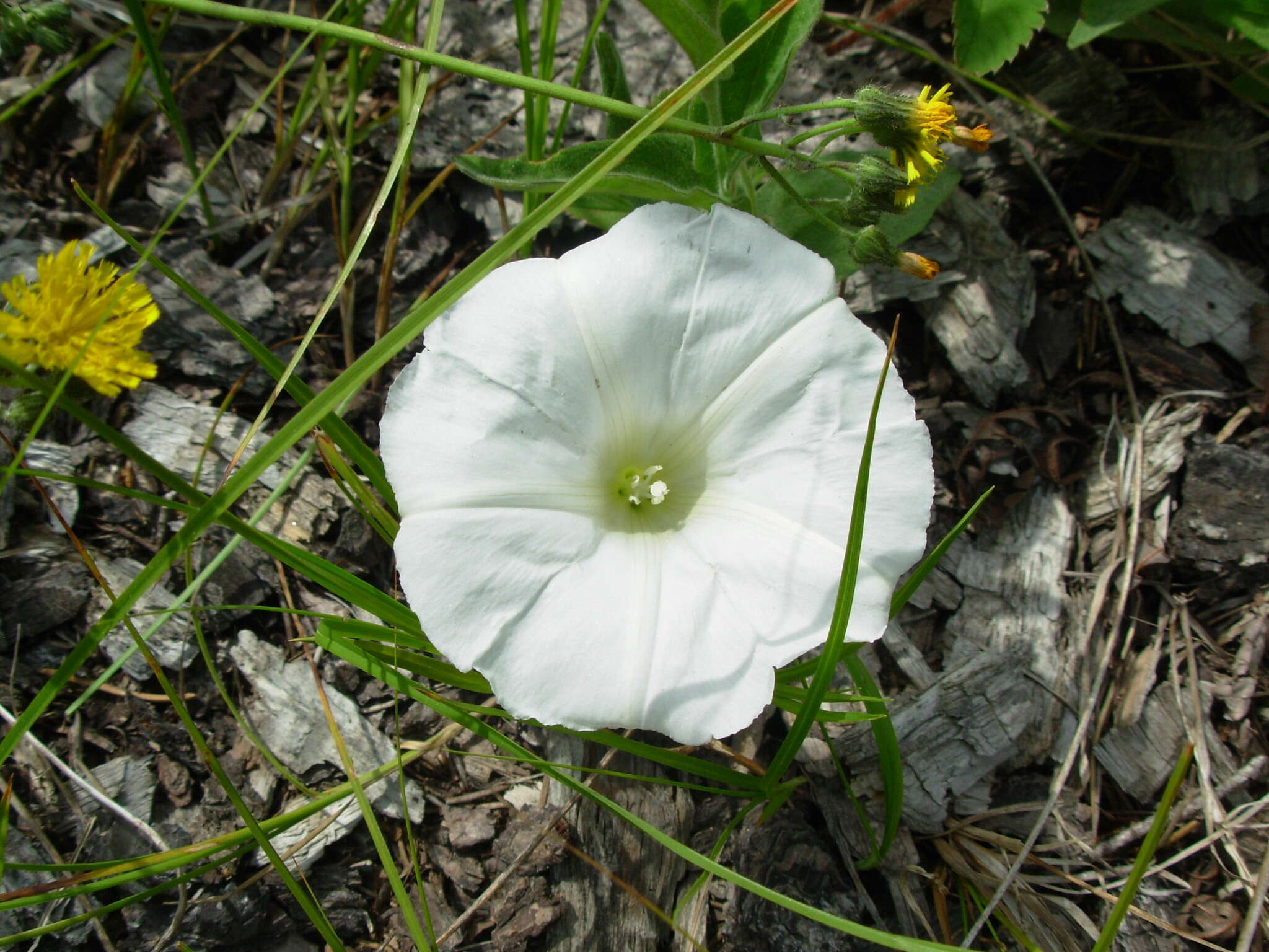 Image of low false bindweed