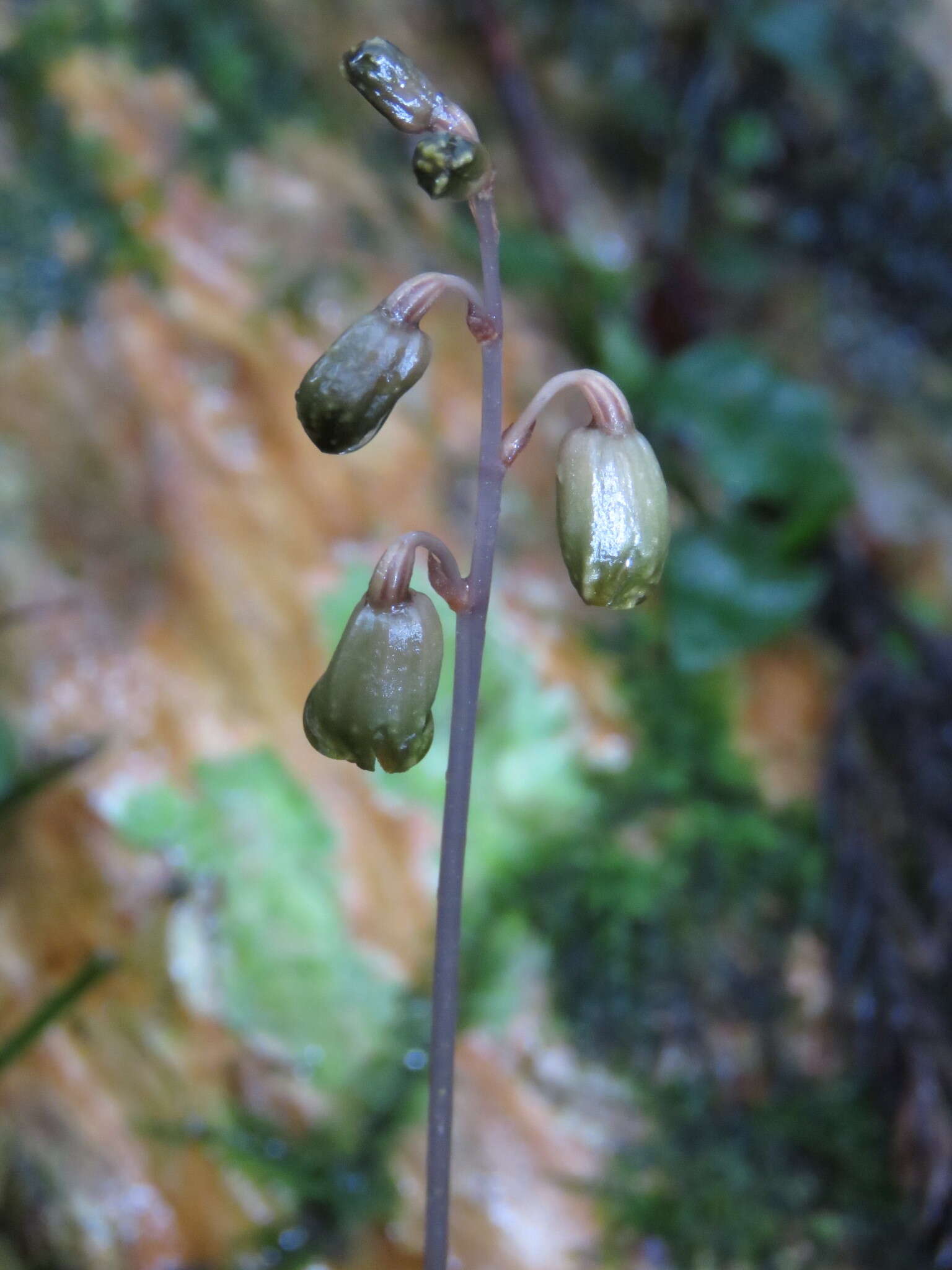 Image of Gastrodia gracilis Blume
