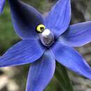 صورة Thelymitra macrophylla Lindl.