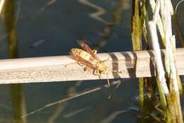 Слика од Polistes flavus Cresson 1868