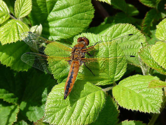 Image of Blue Chaser