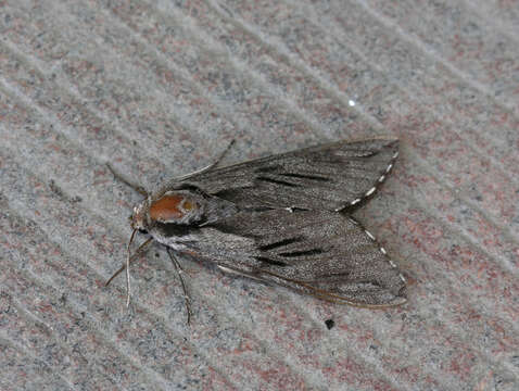 Image of Larch hawk moth