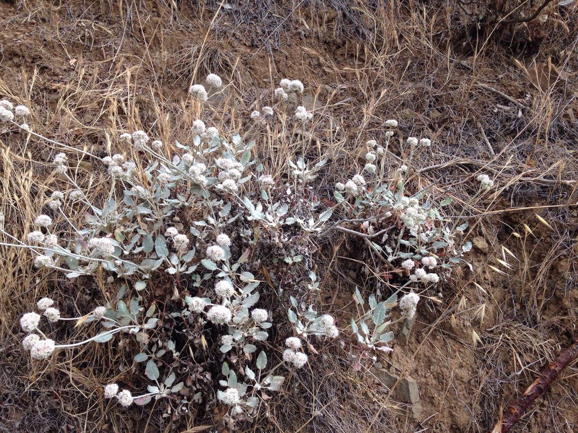 Image of seaside buckwheat