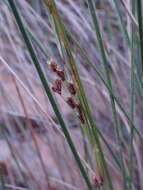 Image of Coleochloa