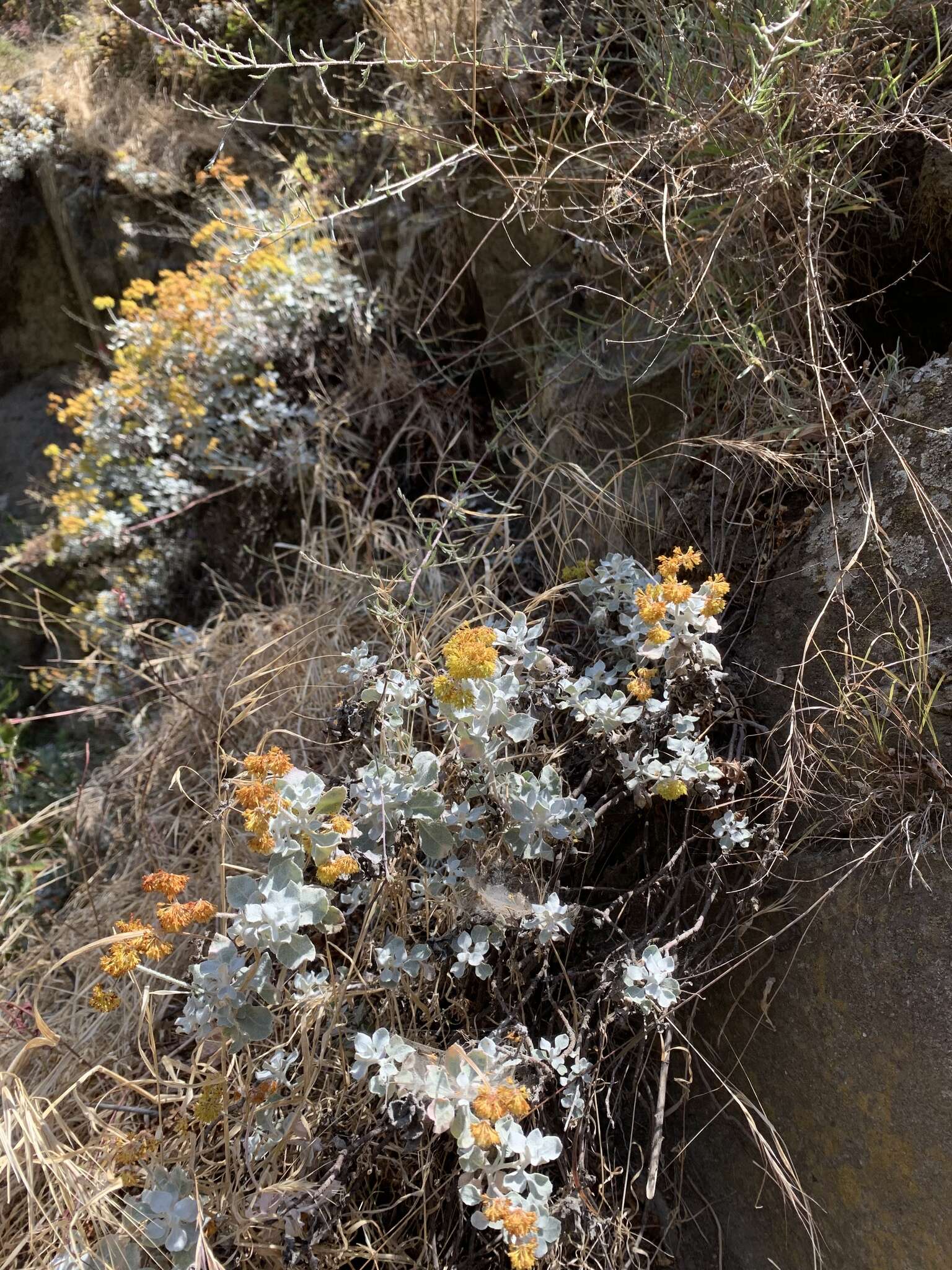 Image of Conejo buckwheat