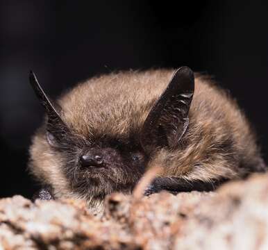 Image of whiskered bat, european whiskered bat