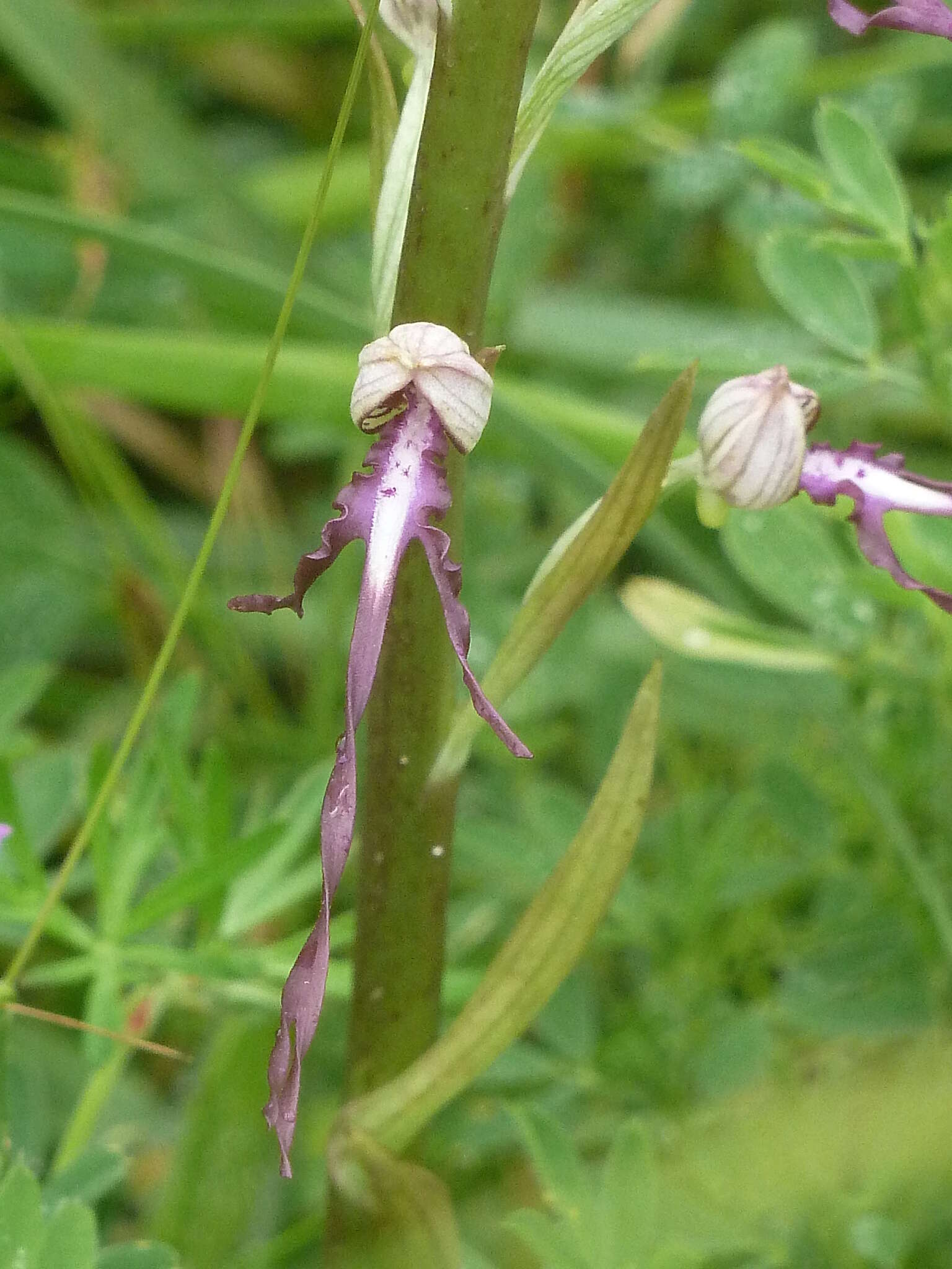 Himantoglossum adriaticum H. Baumann resmi