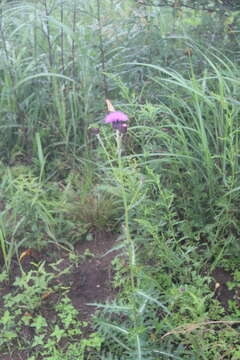 Слика од Cirsium maackii Maxim.