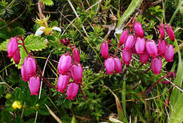 Imagem de Daboecia cantabrica subsp. azorica (Tutin & E. F. Warburg) D. Mc Clintock