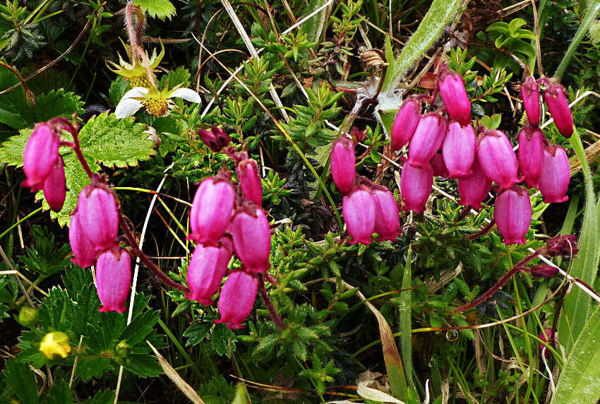 Imagem de Daboecia cantabrica subsp. azorica (Tutin & E. F. Warburg) D. Mc Clintock