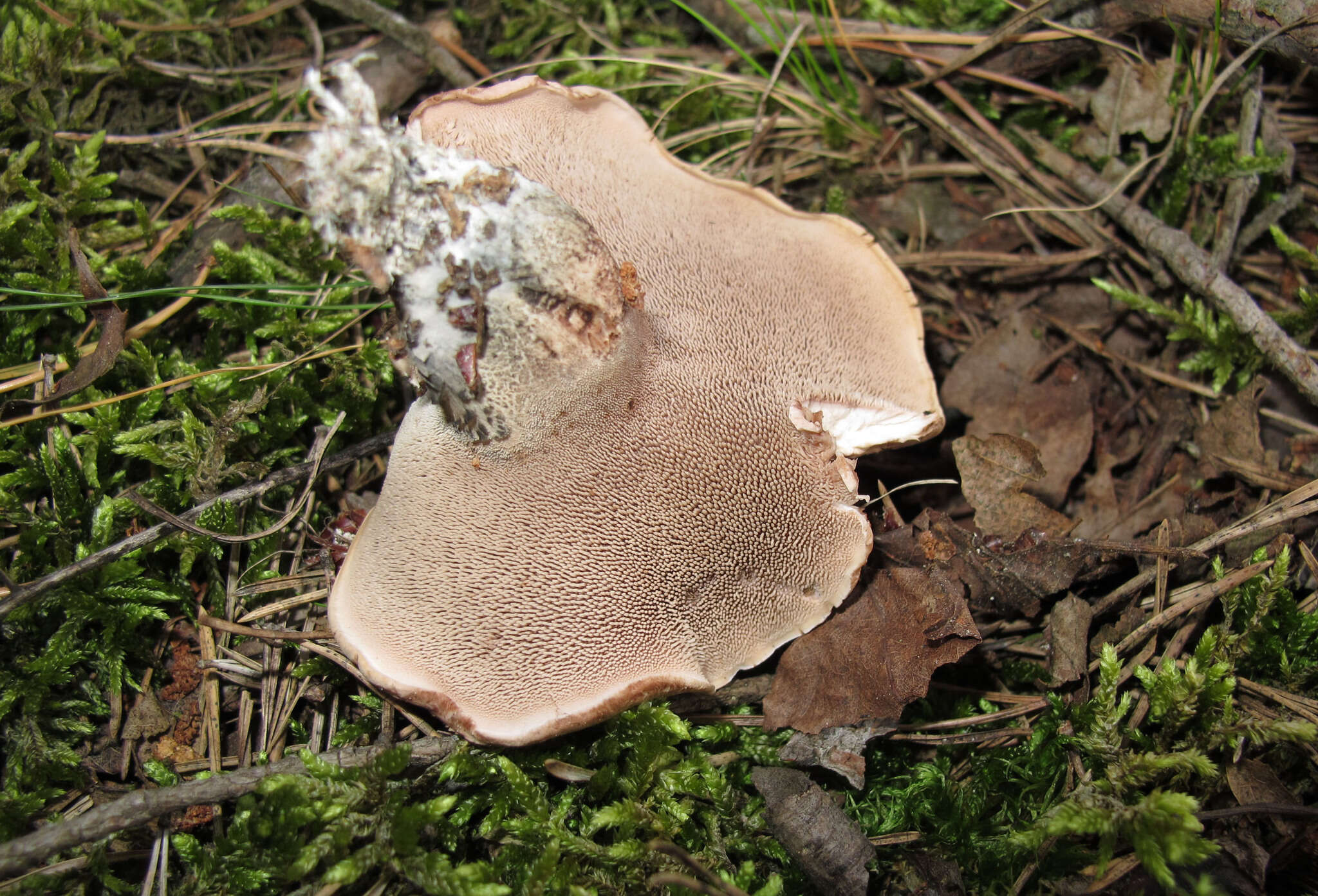 Image of Phellodon fuligineoalbus (J. C. Schmidt) Baird 2013