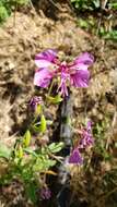 صورة Clarkia mildrediae subsp. mildrediae