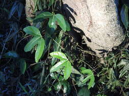 Image of Aristolochia macroura Gomez