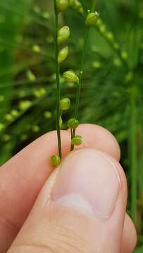 Imagem de Panicum mertensii Roth