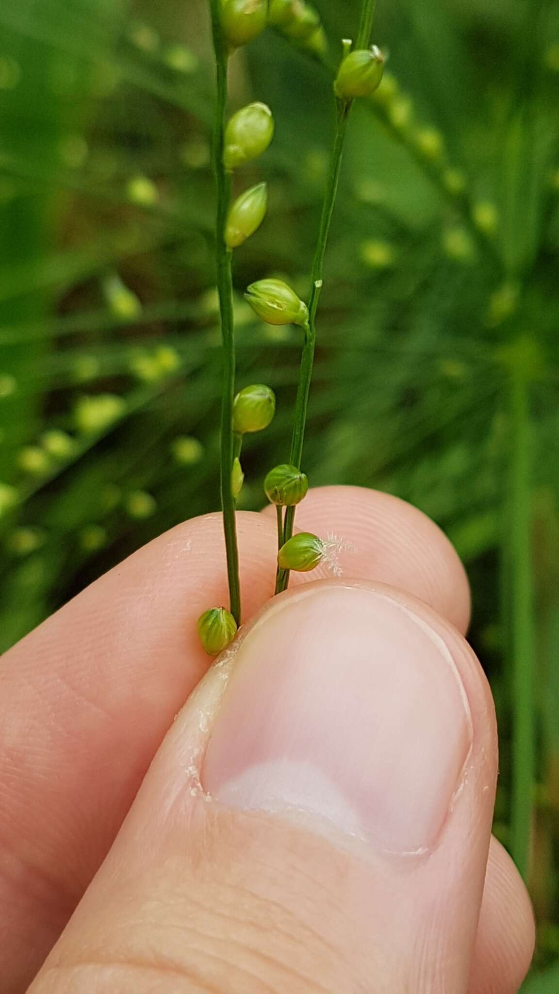 Plancia ëd Panicum mertensii Roth