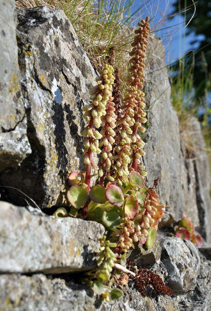 Image of Umbilicus rupestris (Salisb.) Dandy