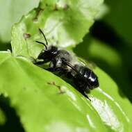 Image of Small-handed Leaf-cutter Bee