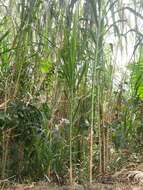 Image of sugarcane