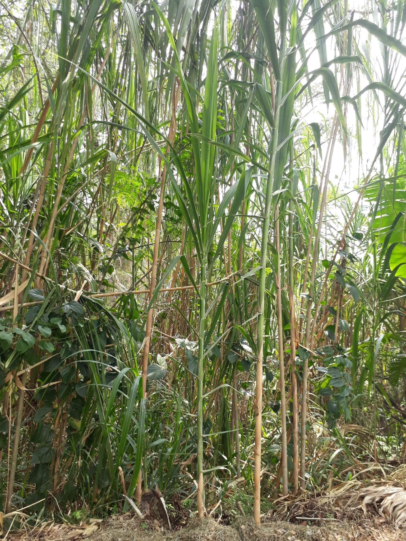 Image of sugarcane