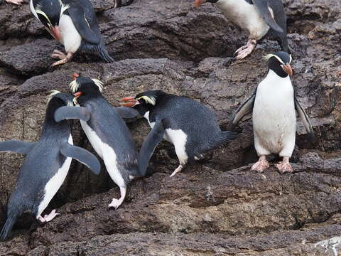 Image of Snares Crested Penguin