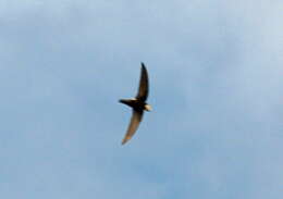 Image of Horus Swift