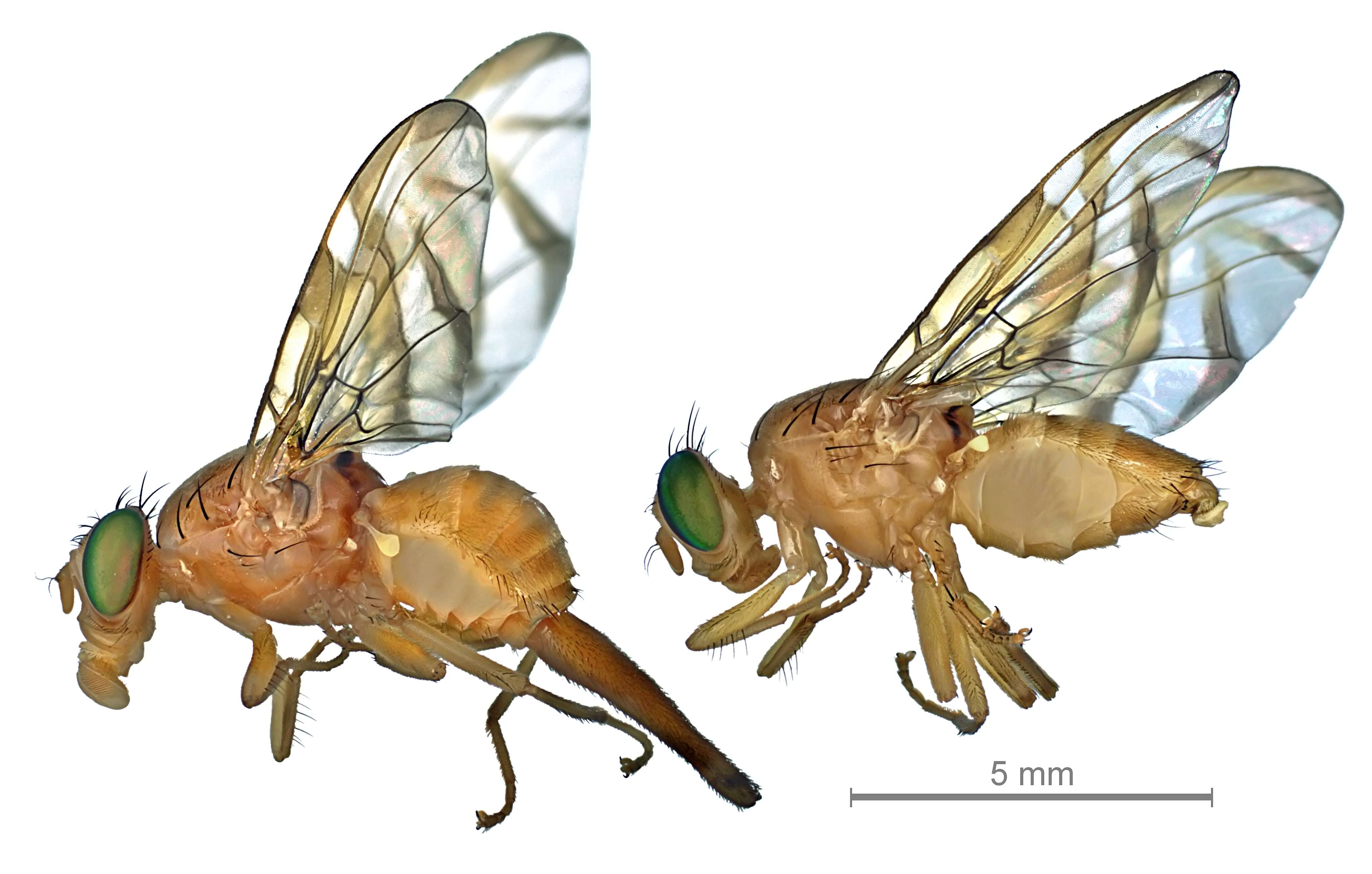 Image of Mexican Fruit Fly