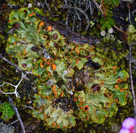 Image of chocolate chip lichen