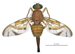 Image of Mexican Fruit Fly