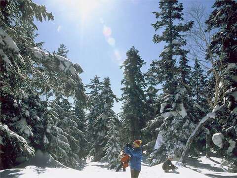 Image of Northern Japanese Hemlock